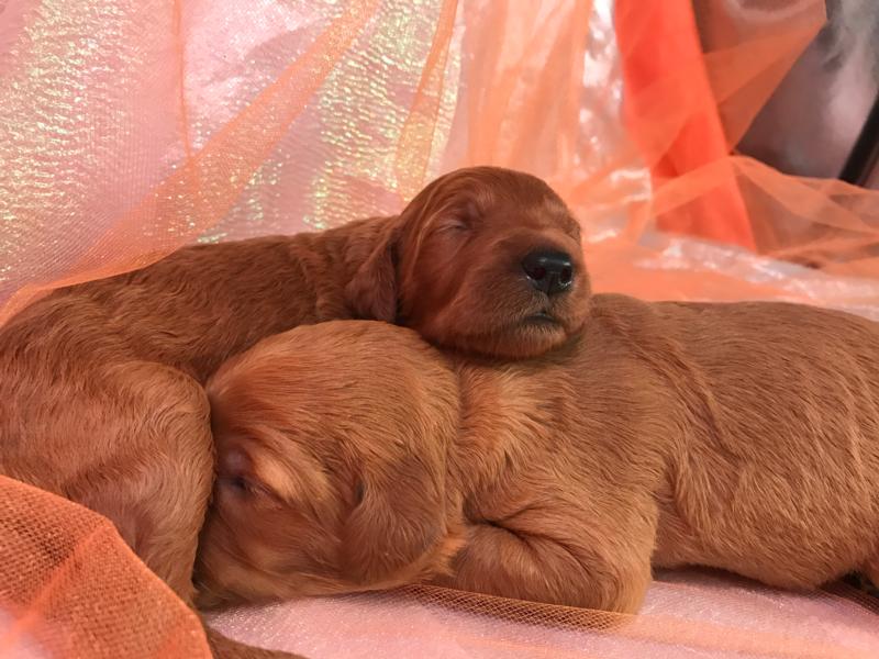 Three Standard Goldendoodle Puppies for Sale!  Iowa, Minnesota, Illinois, and Wisconsin,  Dark Red Pups